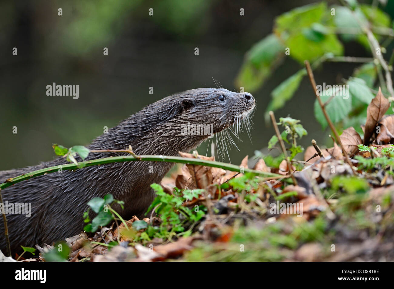 Fischotter Lutra Lutra am Fluss Thet Norfolk Stockfoto