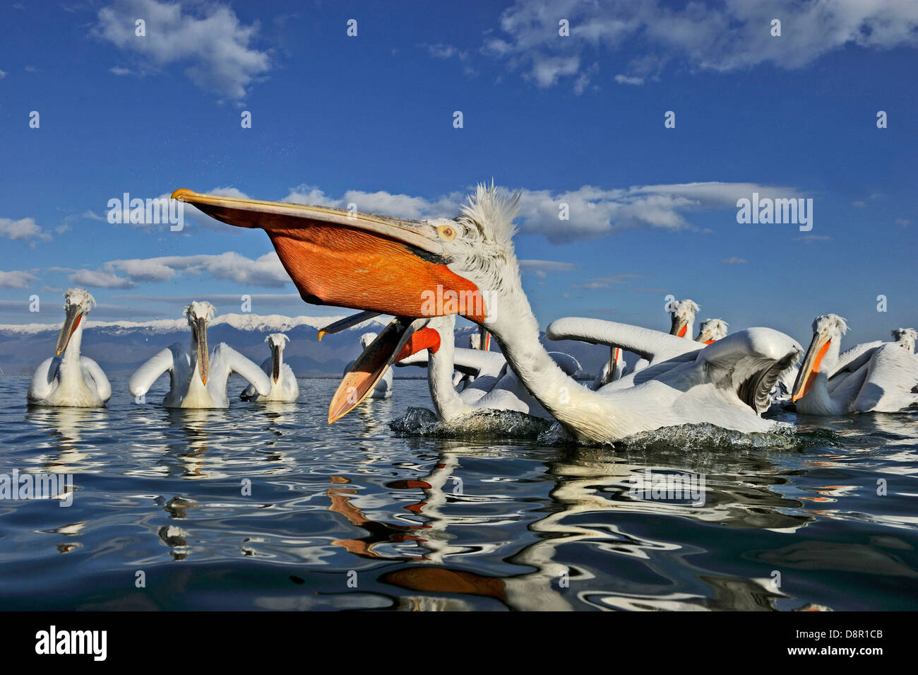 Dalmatinische Pelikane Pelicanus Cristatus ernähren sich von Fischen am See Kerkini Nordgriechenland Februar Stockfoto