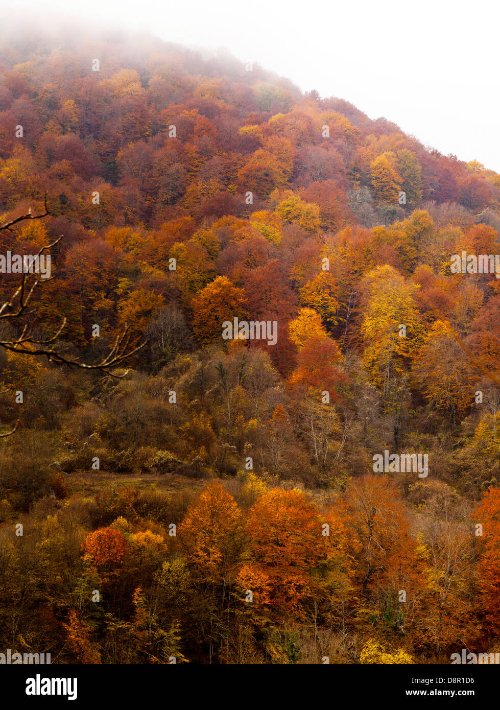 im Herbst fallen Bäume Stockfoto
