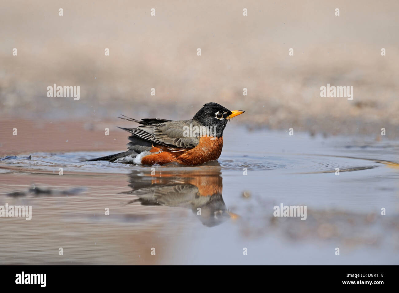 American Robin oder North American Robin (Turdus Migratorius) männlichen Baden in Pfütze Nebraska USA Stockfoto