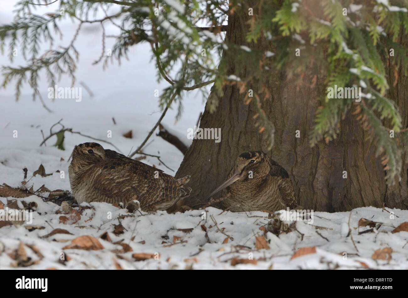 Waldschnepfe (Scolopax Rusticola) Norfolk winter Stockfoto