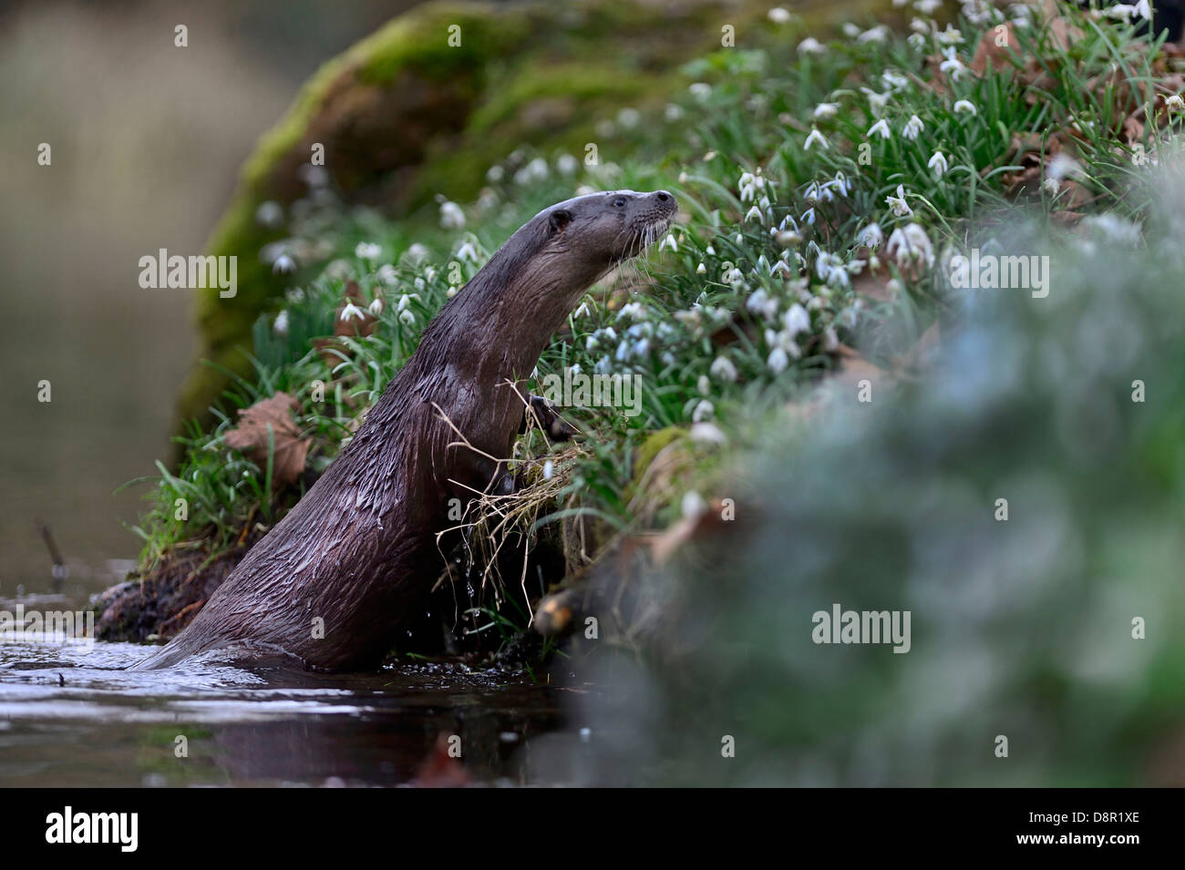 Europäische Otter (eurasische Fischotter) Lutra Lutra am Fluss Thet, Thetford, Norfolk Stockfoto