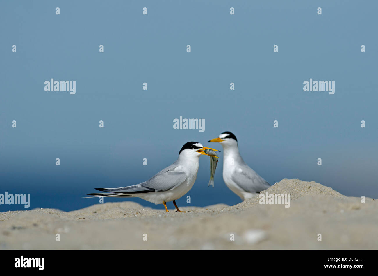 Mindestens Seeschwalben Cape kann New Jersey USA Frühjahr Stockfoto