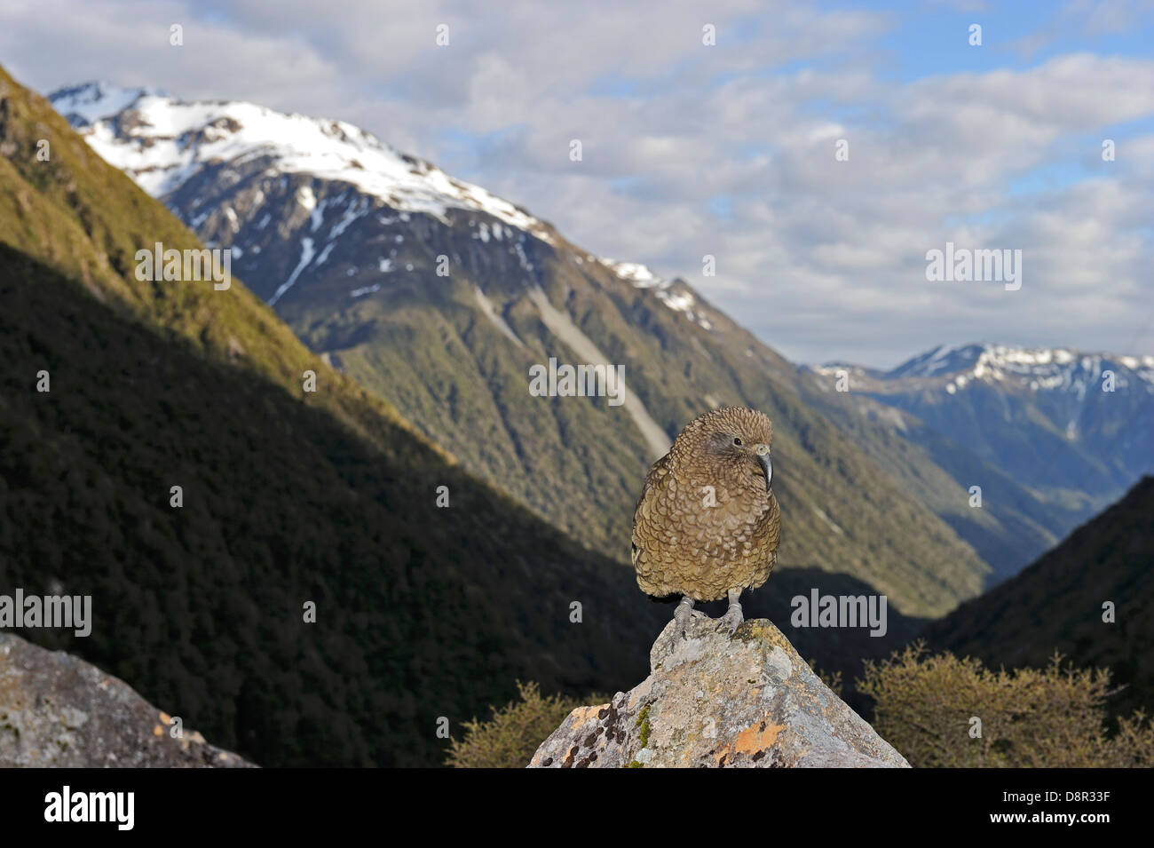 Kea Nestor Notabilis Arthurs Pass Neuseeland Südinsel Stockfoto