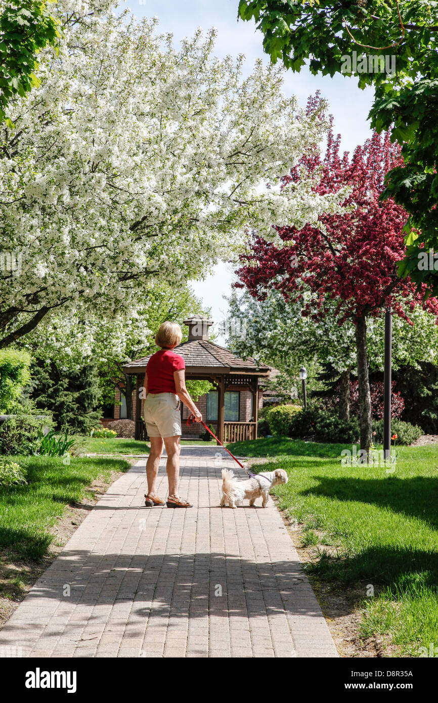Frühling oder Frühling mit blühenden Bäumen Crabapple Bäume (Gattung Malus) in voller Blüte mit Frau zu Fuß kleiner Hund In Kanada Stockfoto