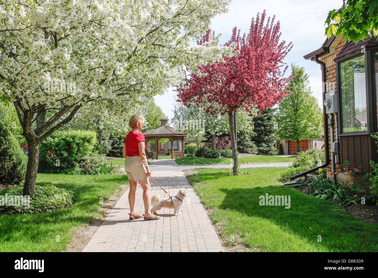 Frühling oder Frühling mit blühenden Bäumen Crabapple Bäume (Gattung Malus) in voller Blüte mit Frau zu Fuß kleiner Hund In Kanada Stockfoto
