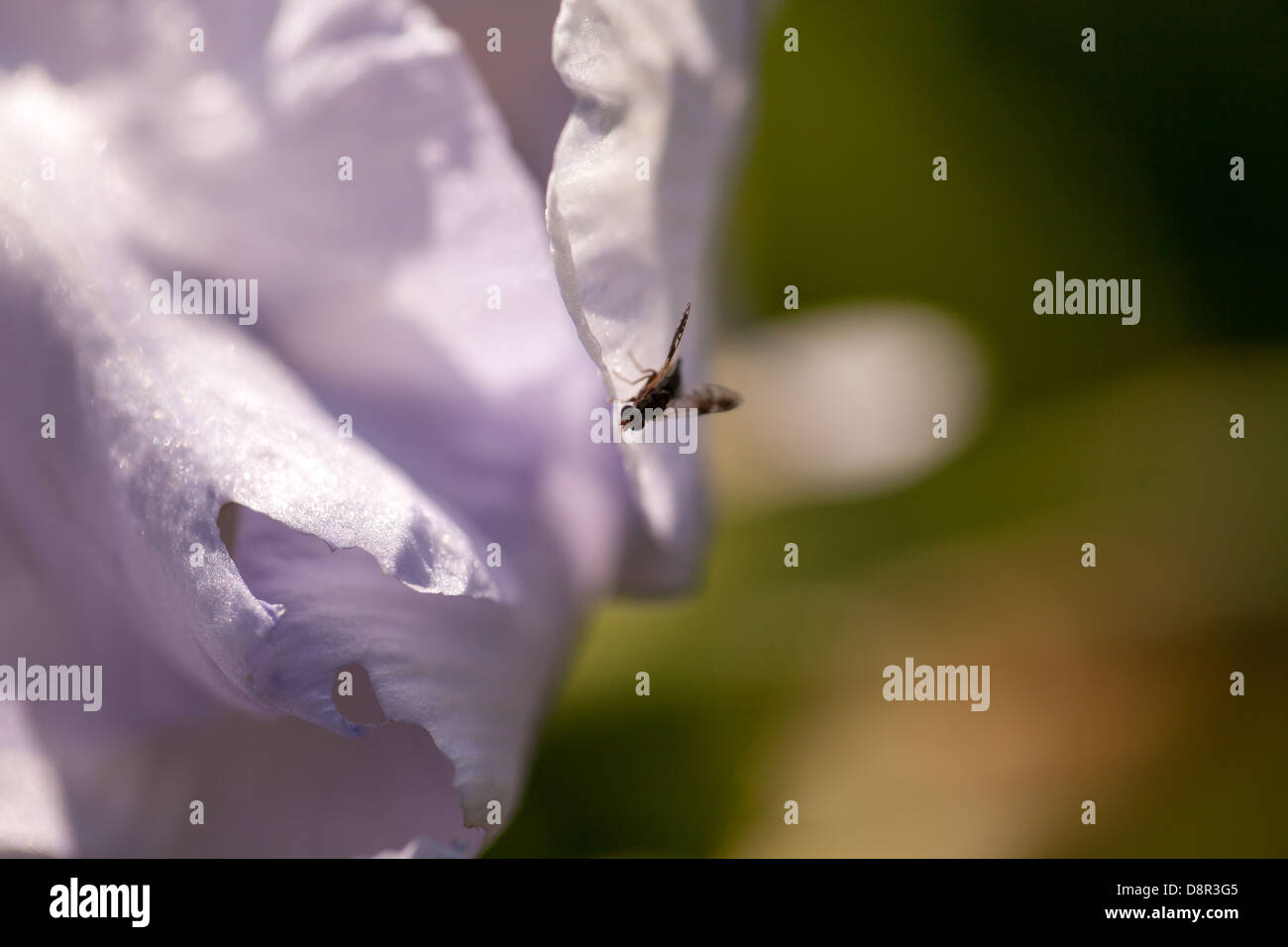 Weiße, nahe Iris germanica Blume mit einer kleinen Fliege in einem ruhigen Frühlingsgarten in der Bretagne, Frankreich Stockfoto