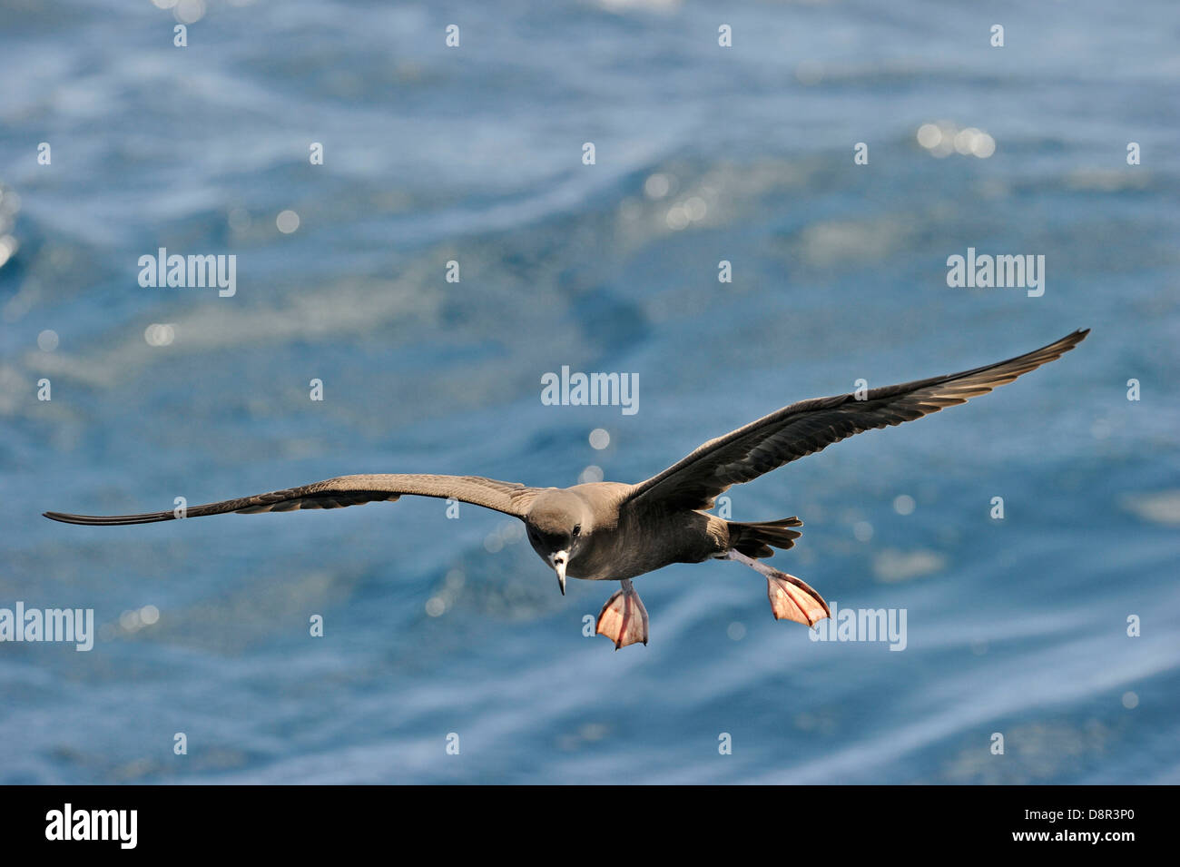 Fleisch-footed Shearwater Puffinus Carneipes Fütterung draußen im Hauraki-Golf aus Neuseeland Stockfoto