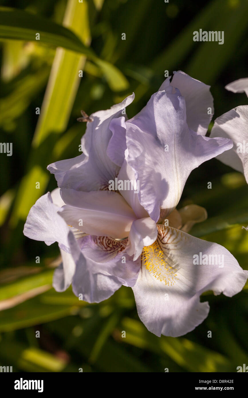 Weiße und rosafarbene, nahe Iris-Germanica-Blüte in einem ruhigen Frühlingsgarten in der Bretagne, Frankreich Stockfoto