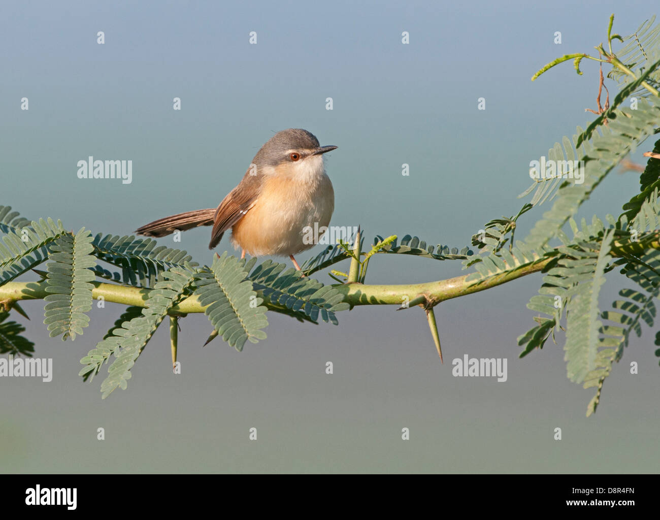 Ashy Prinia Prinia Socialis Nordindien Stockfoto