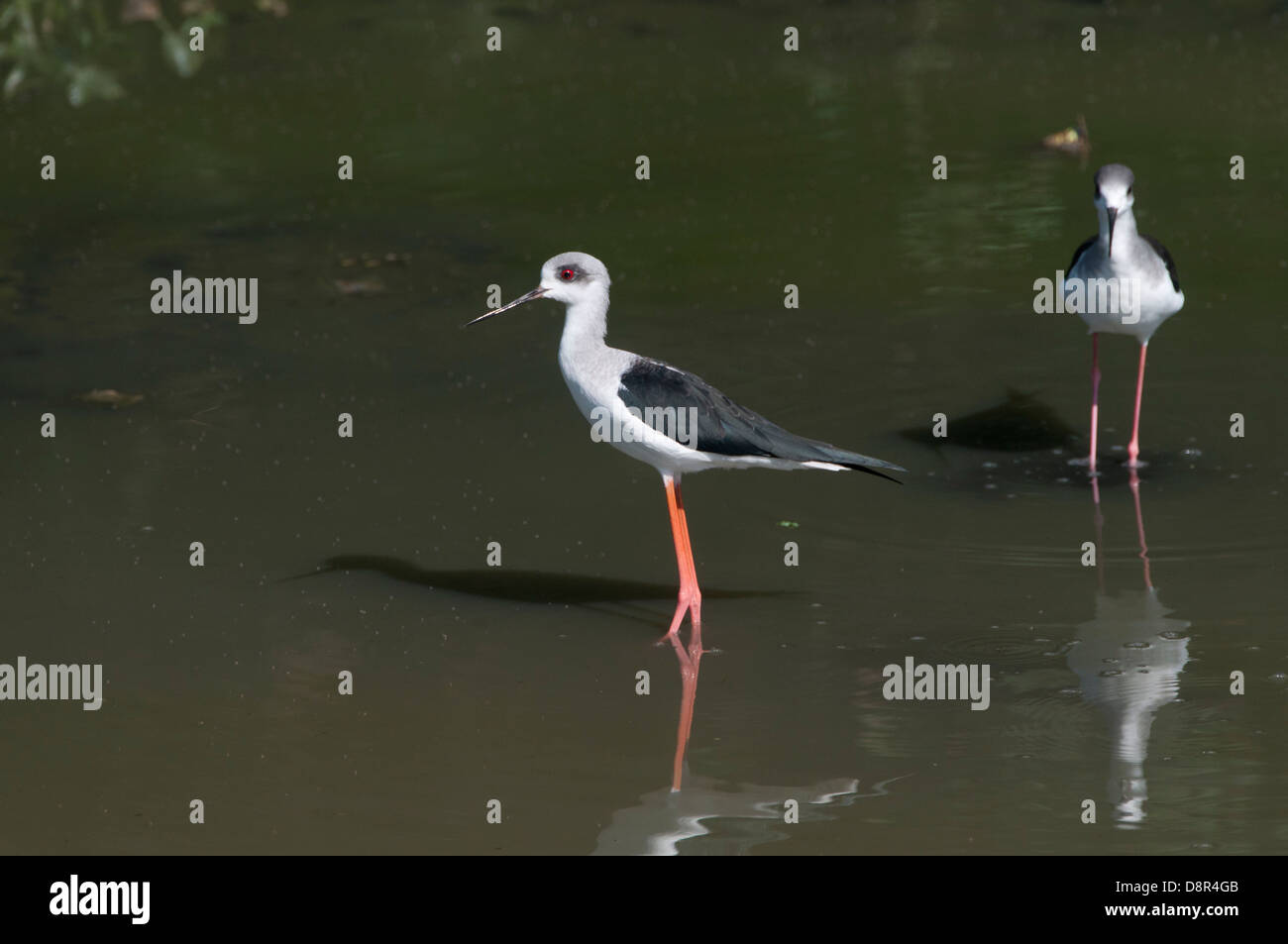 Gleitaar Stelzenläufer Himantopus Himantopus Indien November Stockfoto