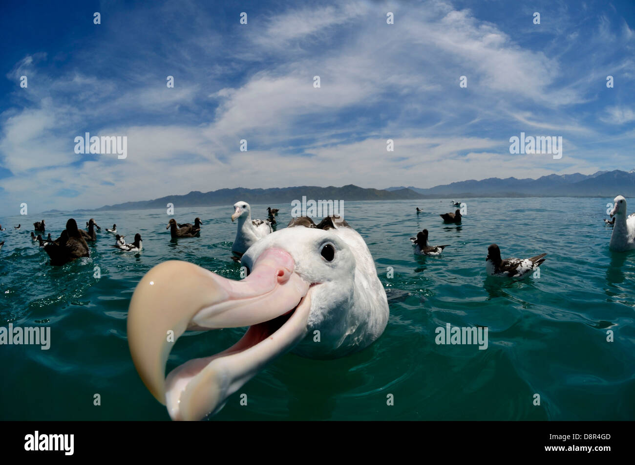 Wandern (Gibson) Albatros vor Kaikoura Südinsel Neuseelands Stockfoto