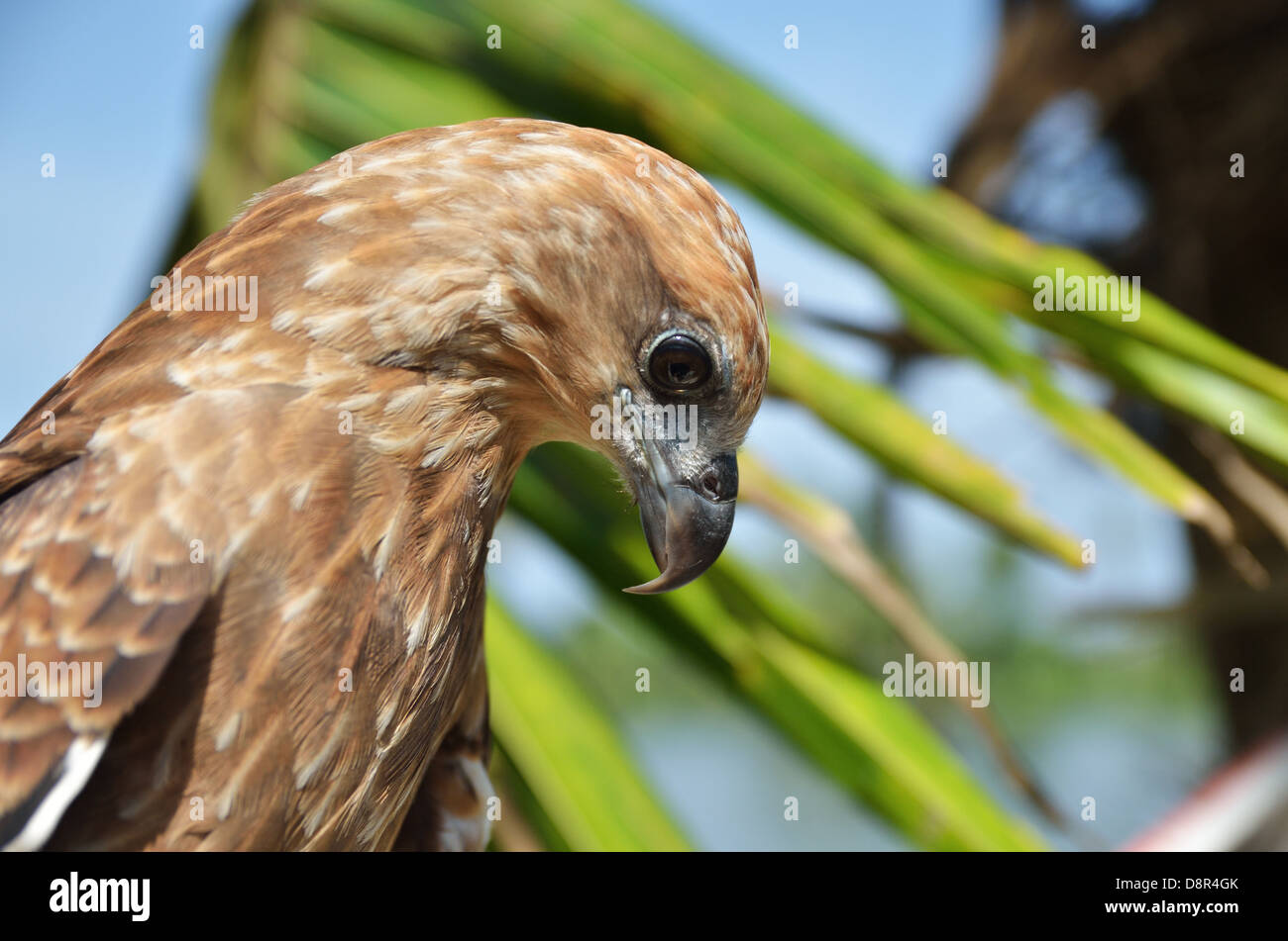 Adler, Nahaufnahme, Kerala Backwaters, Alappuzha, Süd-Indien Stockfoto