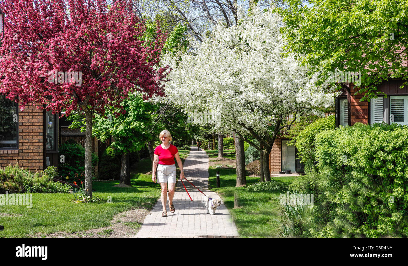 Frühling oder Frühling mit blühenden Bäumen Crabapple Bäume (Gattung Malus) in voller Blüte mit Frau zu Fuß kleiner Hund In Kanada Stockfoto