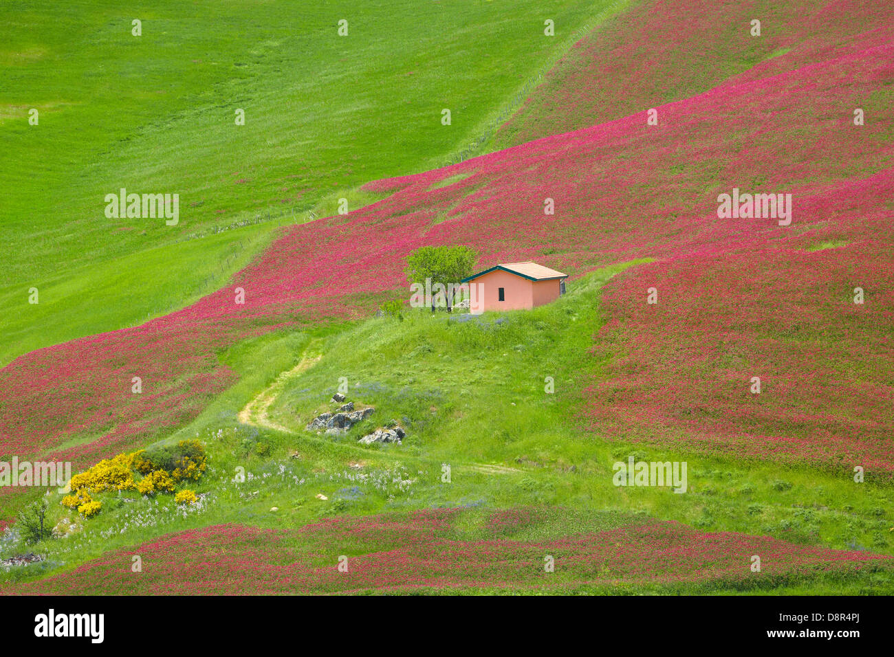 Sizilien Frühlingslandschaft mit Blumen und Wiese im zentralen Sizilien, Italien Stockfoto