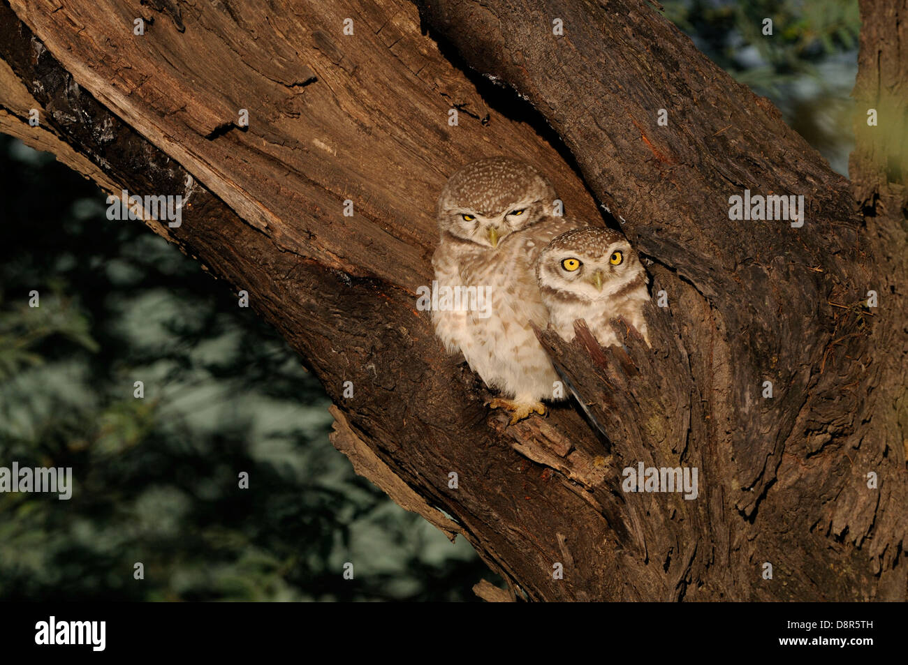 Gefleckte Owlet Athene Brama Bharatpur Indien Stockfoto