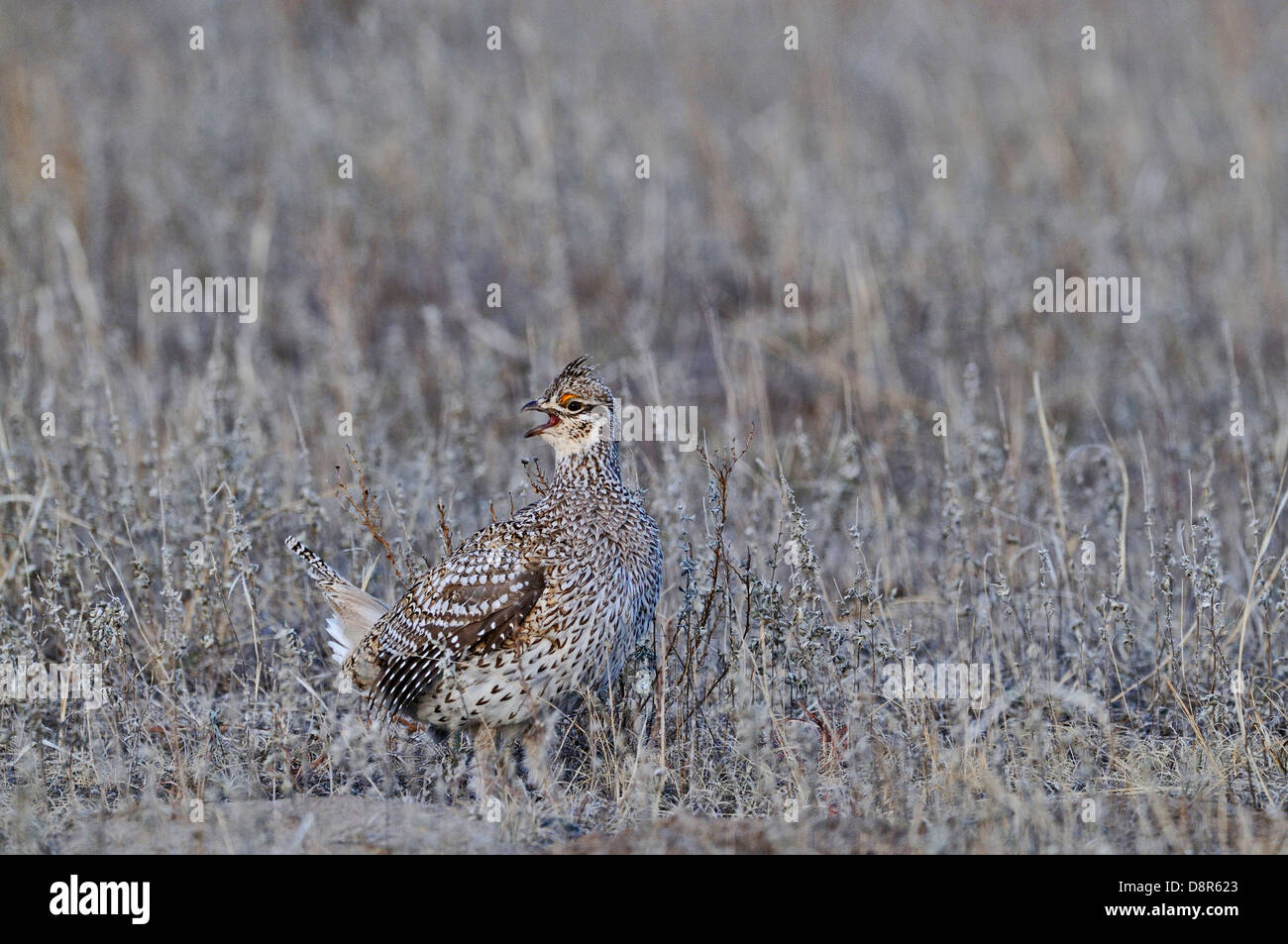 Sharp-tailed Grouse, Tympanuchus Phasianellus im Lek in Sandhills Nebraska USA Stockfoto