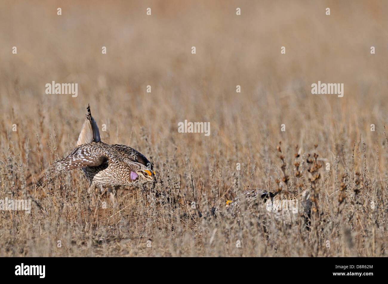 Sharp-tailed Grouse, Tympanuchus Phasianellus im Lek in Sandhills Nebraska USA Stockfoto