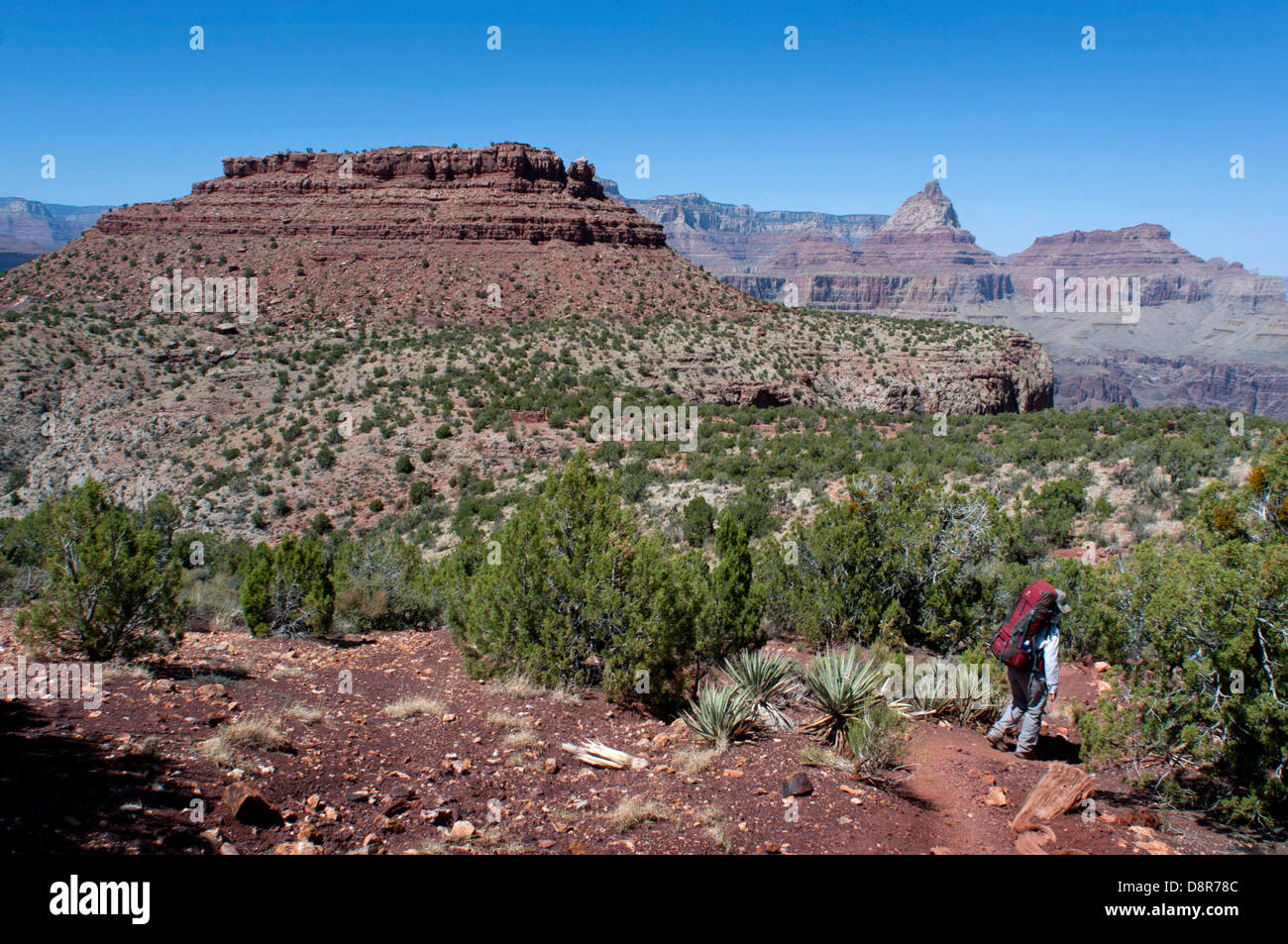 Wandern im Grand Canyon National Park, auf dem Hufeisen Mesa Trail. Stockfoto