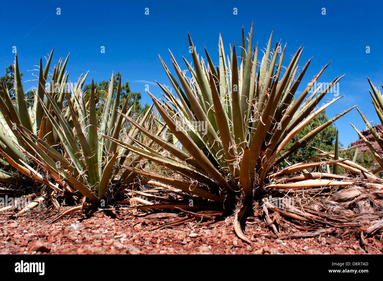 Yuccas Baum Pflanze oder Utah Agaven (Agave Utahensis), in den Grand Canyon  National Park, Arizona, USA Stockfotografie - Alamy