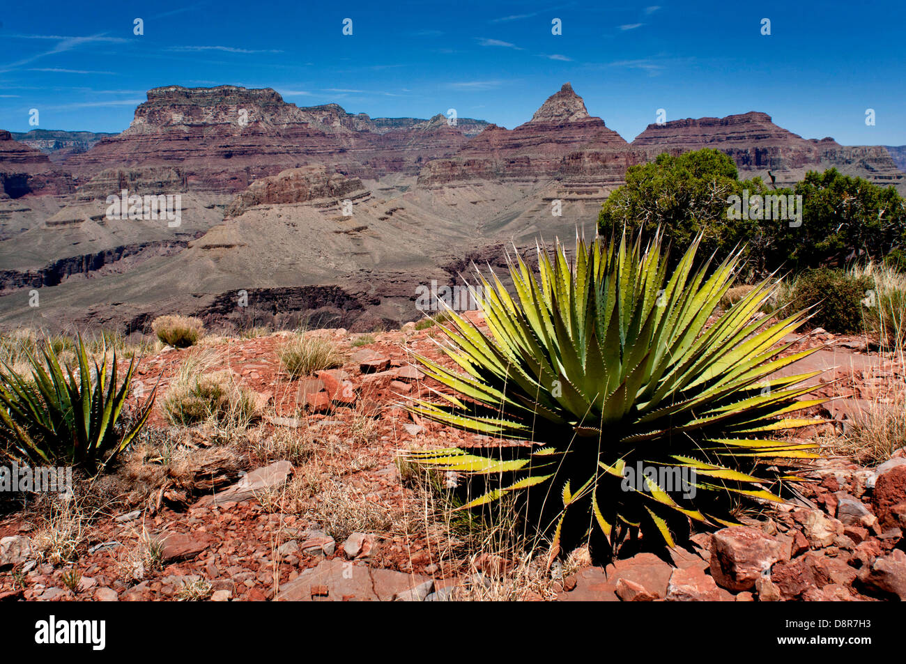 Yuccas Baum Pflanze oder Utah Agaven (Agave Utahensis), in den Grand Canyon National Park, Arizona, USA. Stockfoto