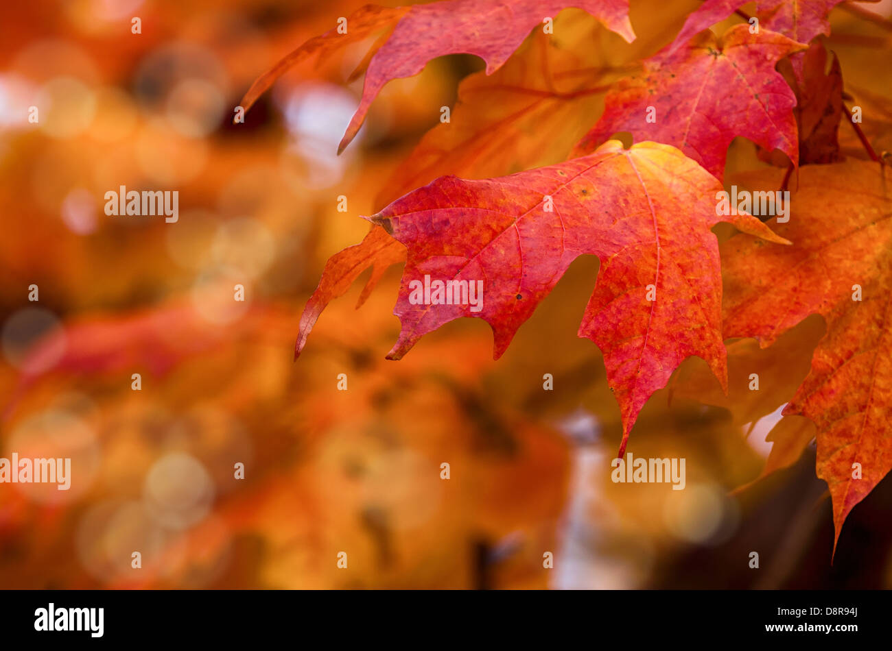 Roter Ahornblätter Herbst auf einem Ast Stockfoto