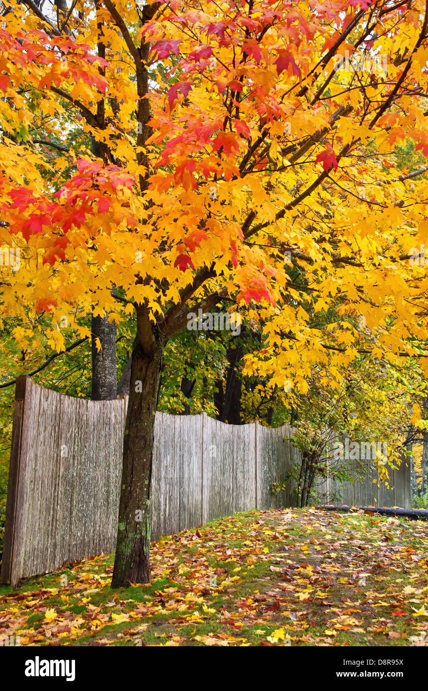 Bunter Herbst Ahornbaum im Hof mit Holzzaun Stockfoto