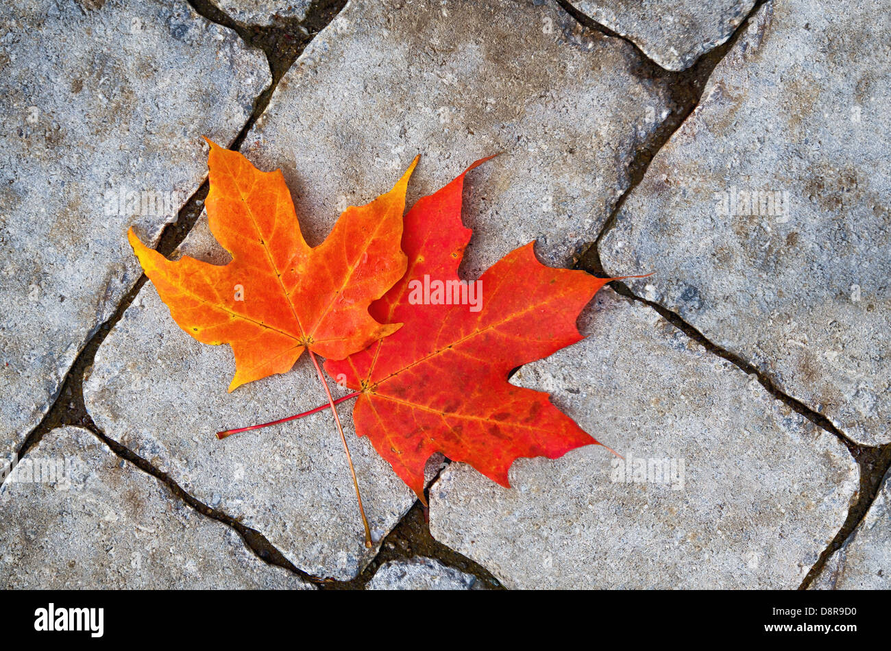 Herbstliches Laub gegen Stein-Texturen Stockfoto