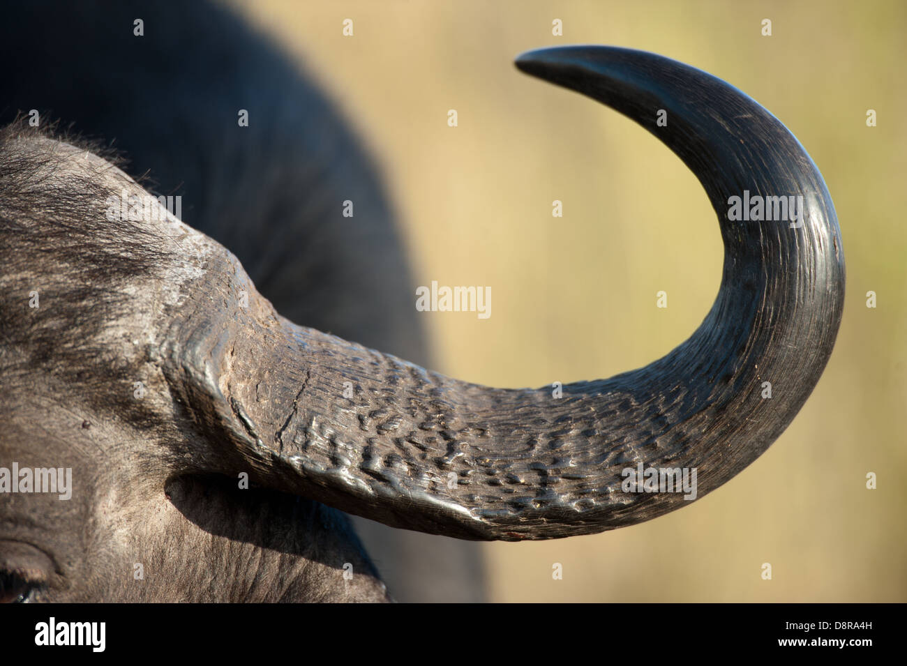 Buffalo Horn (Syncerus Caffer Caffer), Zulu Nyala Game Reserve, Südafrika Stockfoto