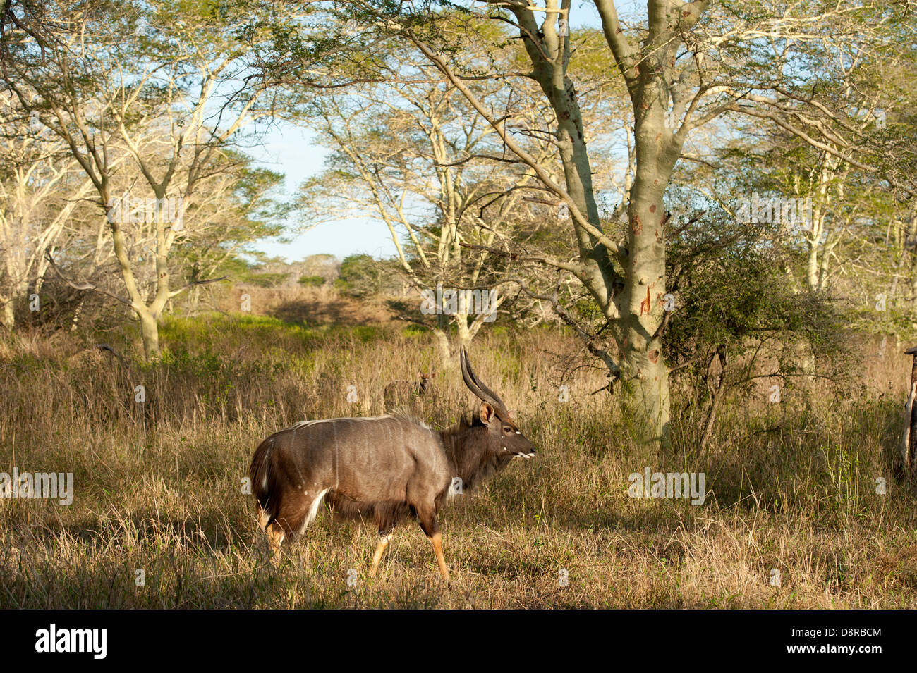 Nyala zwischen Gelbfieber Bäume (Tragelaphus Angasi), Zulu Nyala Game Reserve, Südafrika Stockfoto