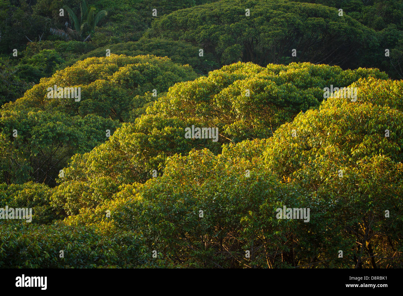 Mai-Bäume im letzten Licht am Burbayar Natur zu reservieren, Provinz Panama, Republik von Panama. Stockfoto