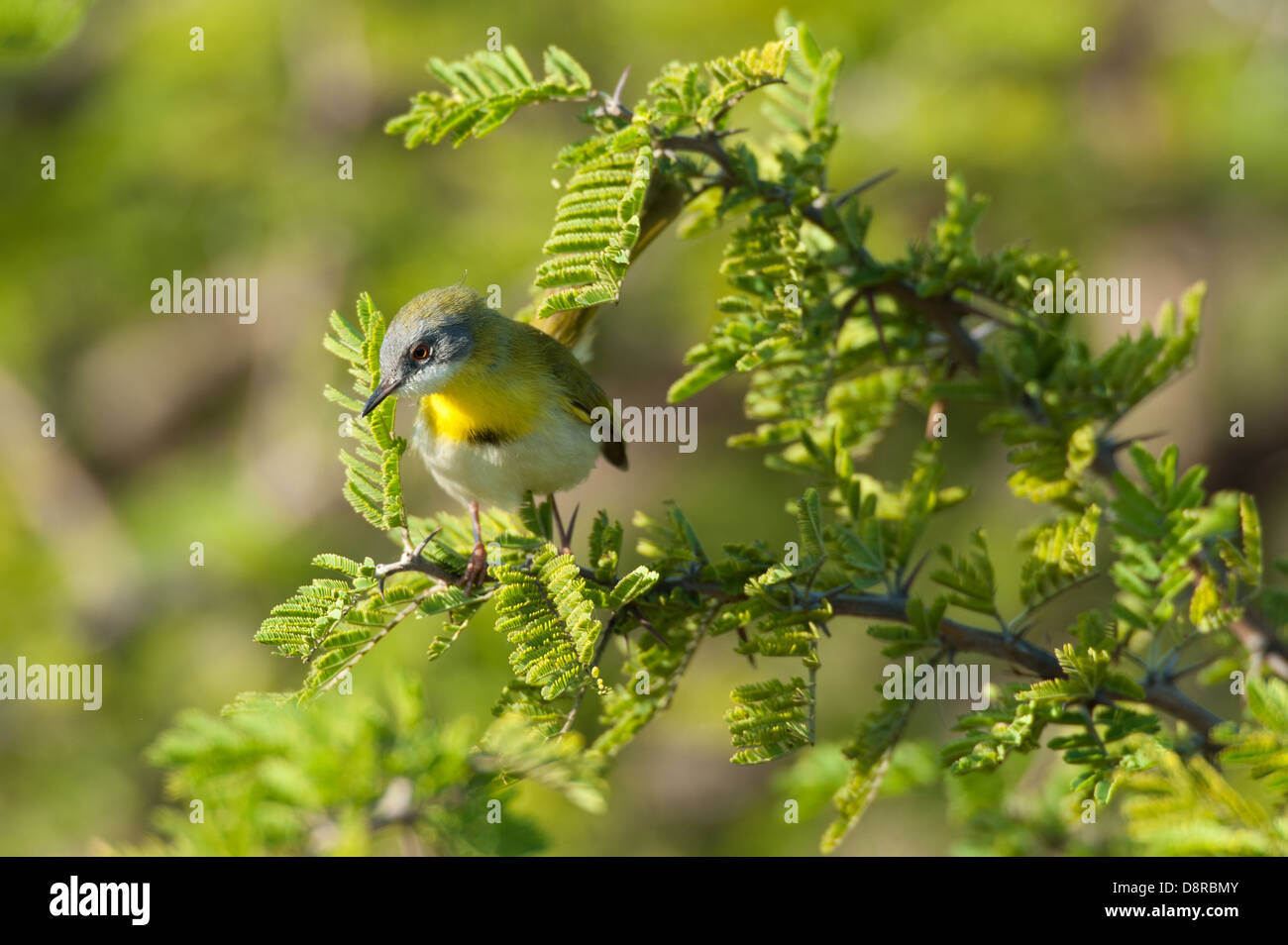 Gelb-breasted Apalis Apalis Flavida, Zulu Nyala Game Reserve, Südafrika Stockfoto