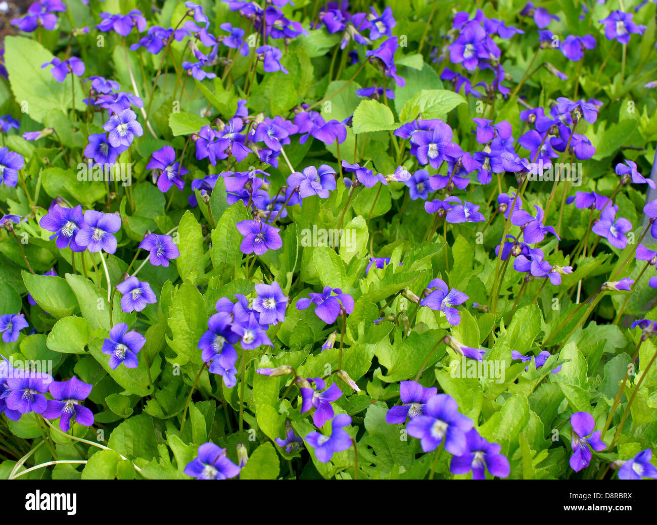 Frühe blau violetten Blüten blühen Viola palmata Stockfoto