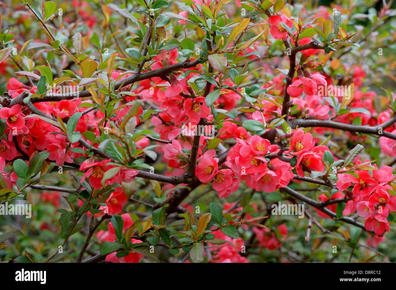 Chinesische Quitte Rot Blumen Chaenomeles cathayensis Stockfoto