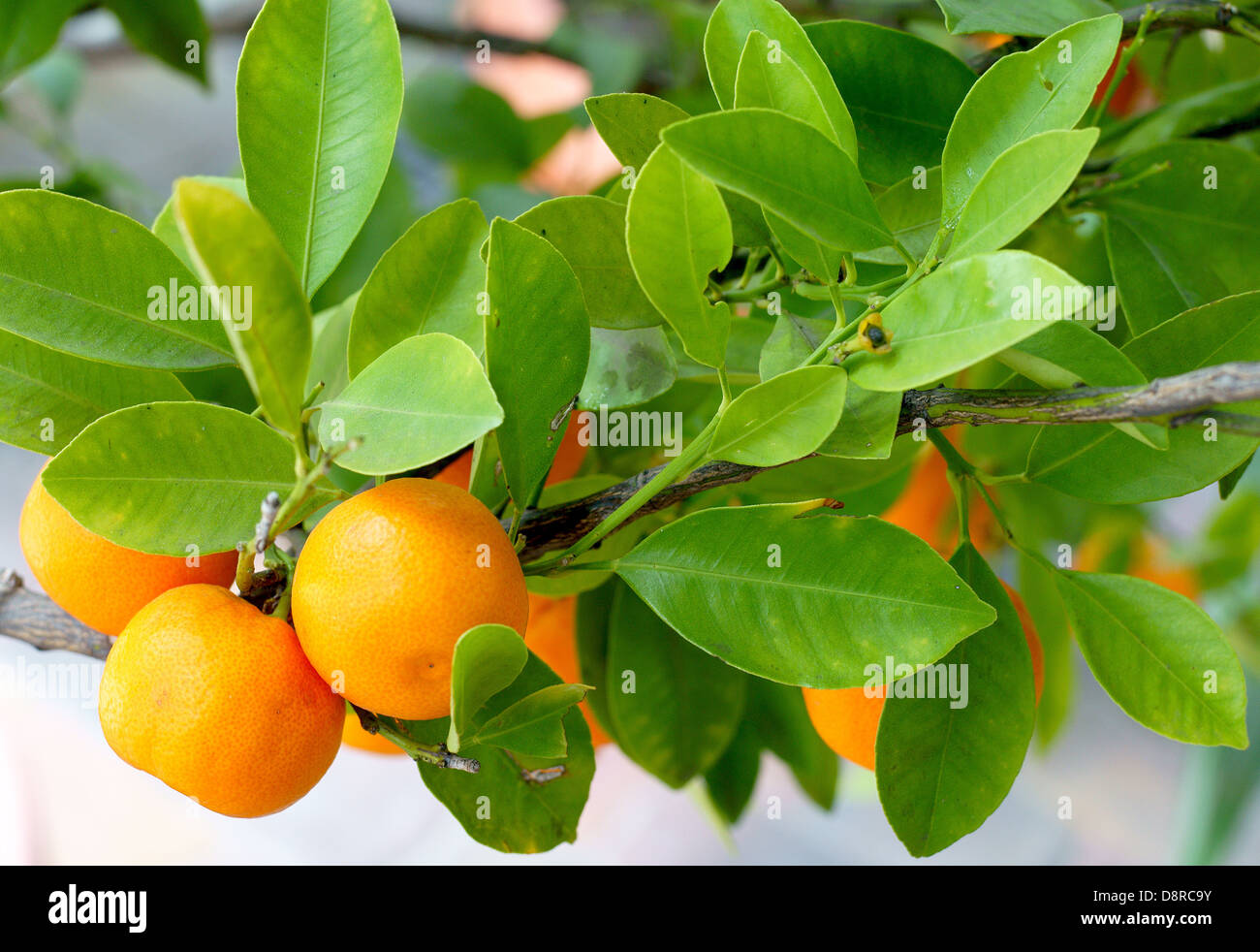 Haben Früchte am Zweig Citrofortunella microcarpa Stockfoto
