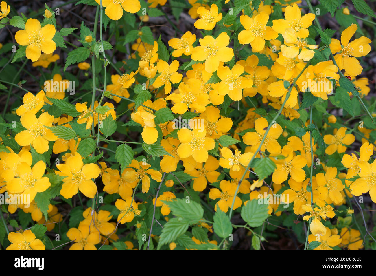 Kerria Japonica gelbe Blüte Blumen hautnah Stockfoto