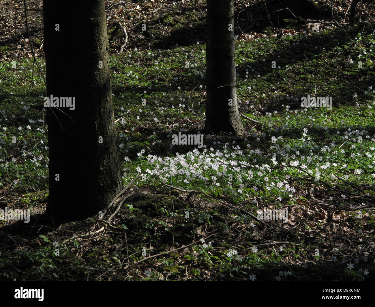 Schneeglöckchen-Anemone im Frühling im Wald Stockfoto
