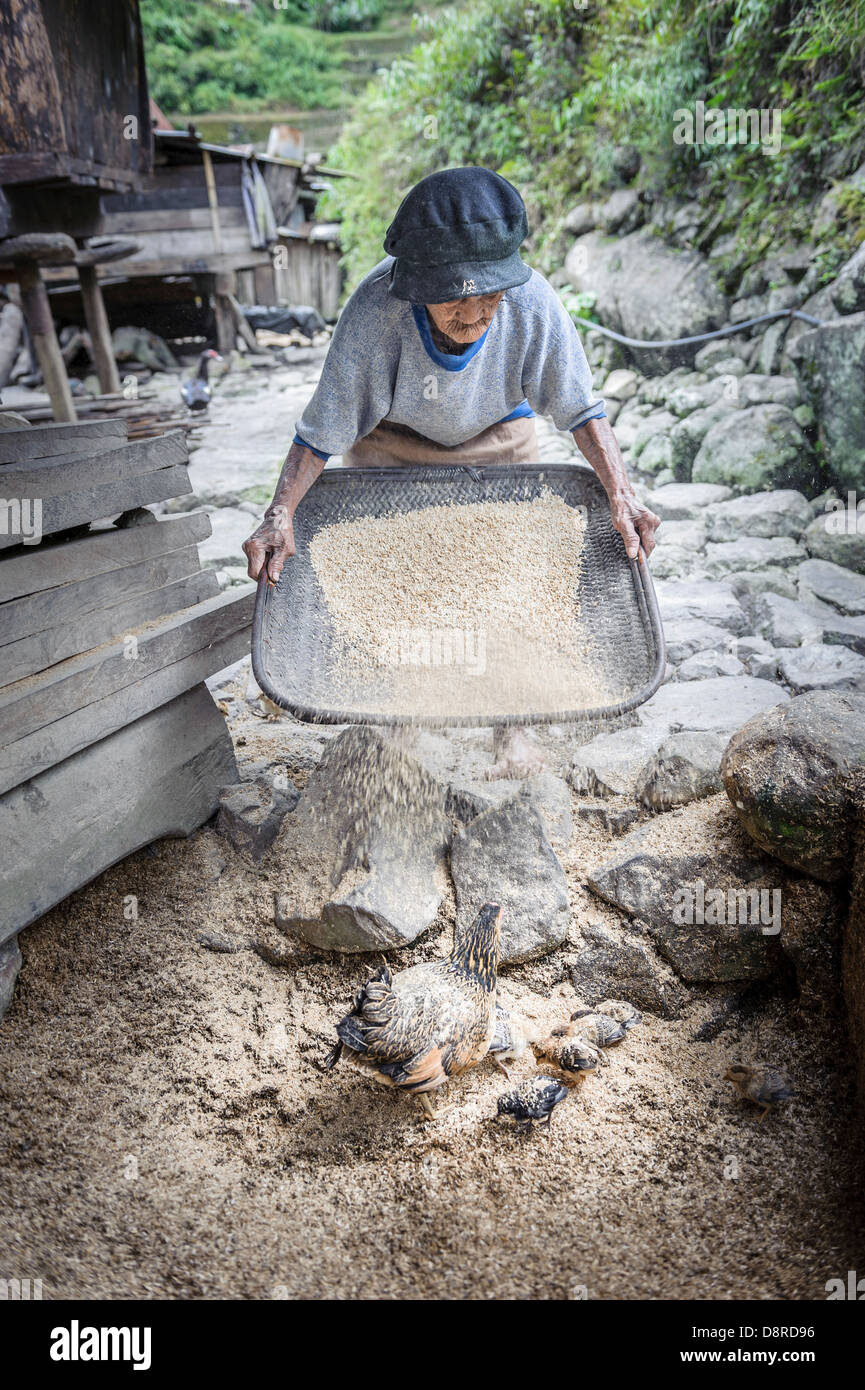 Frau, Fütterung der Hühner nach Reis in einem ländlichen Dorf Batad, Luzon, Philippinen Stockfoto