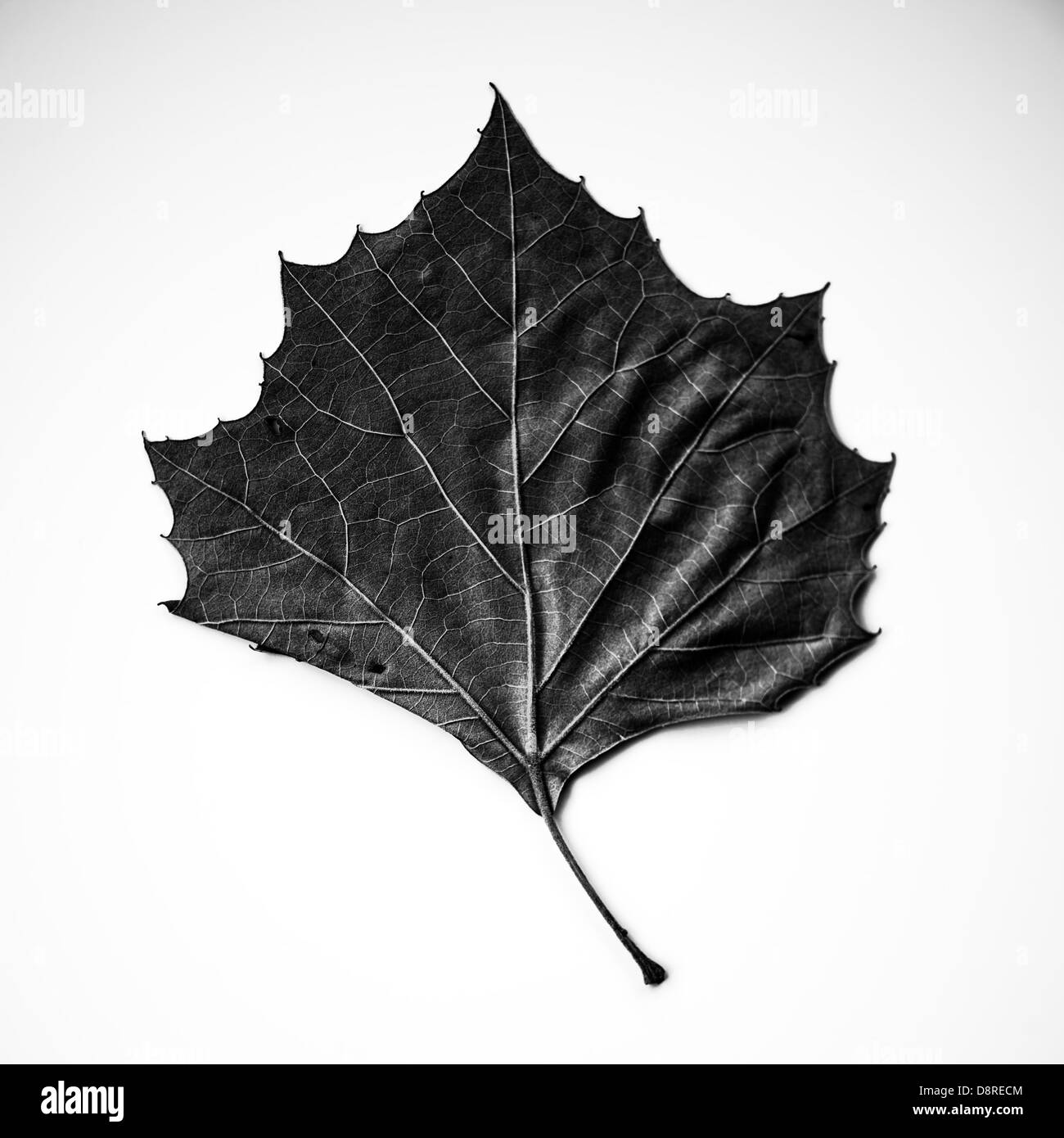 Ahorn Blatt auf einem weißen Hintergrund. Stockfoto
