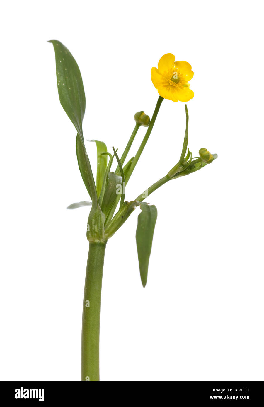 aquatische gelber Hahnenfuß (Ranunculus Lingua) auf weiß Stockfoto