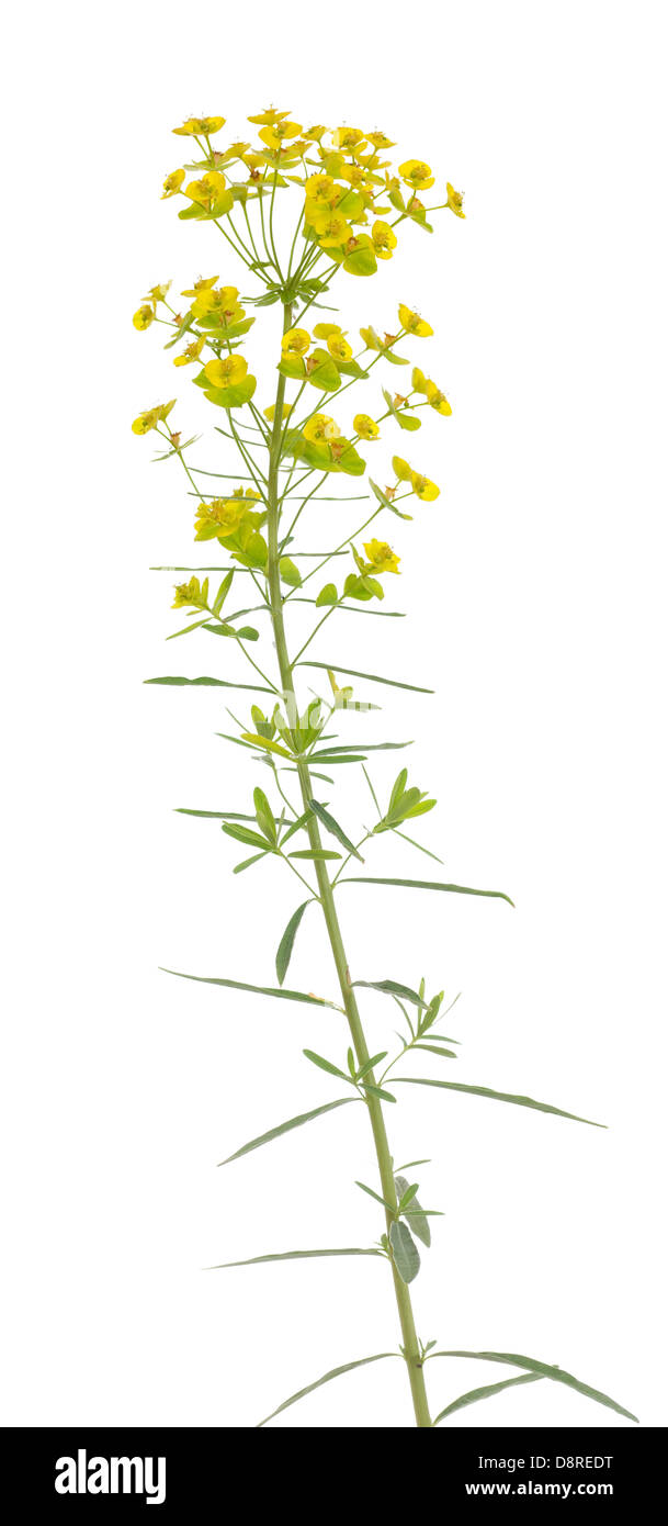 einzelne Blume (Euphorbia Esula) auf weißem Hintergrund Stockfoto