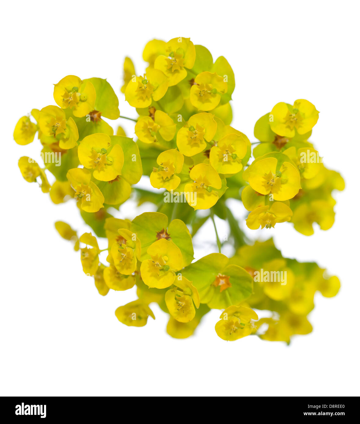 einzelne Blume (Euphorbia Esula) auf weißem Hintergrund Stockfoto