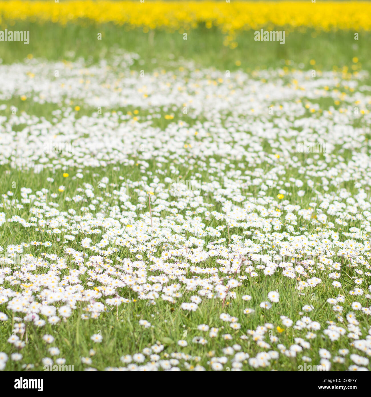 Ein Feld von wilden Blumen, vor allem weiße Margeriten und gelbe Butterblumen. Stockfoto