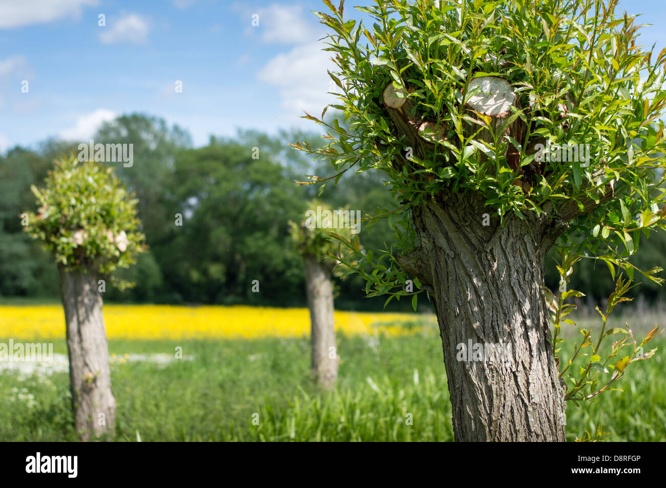 Frischen sommerlichen Wachstum auf einem Baum beschnitten oder verfing. Stockfoto