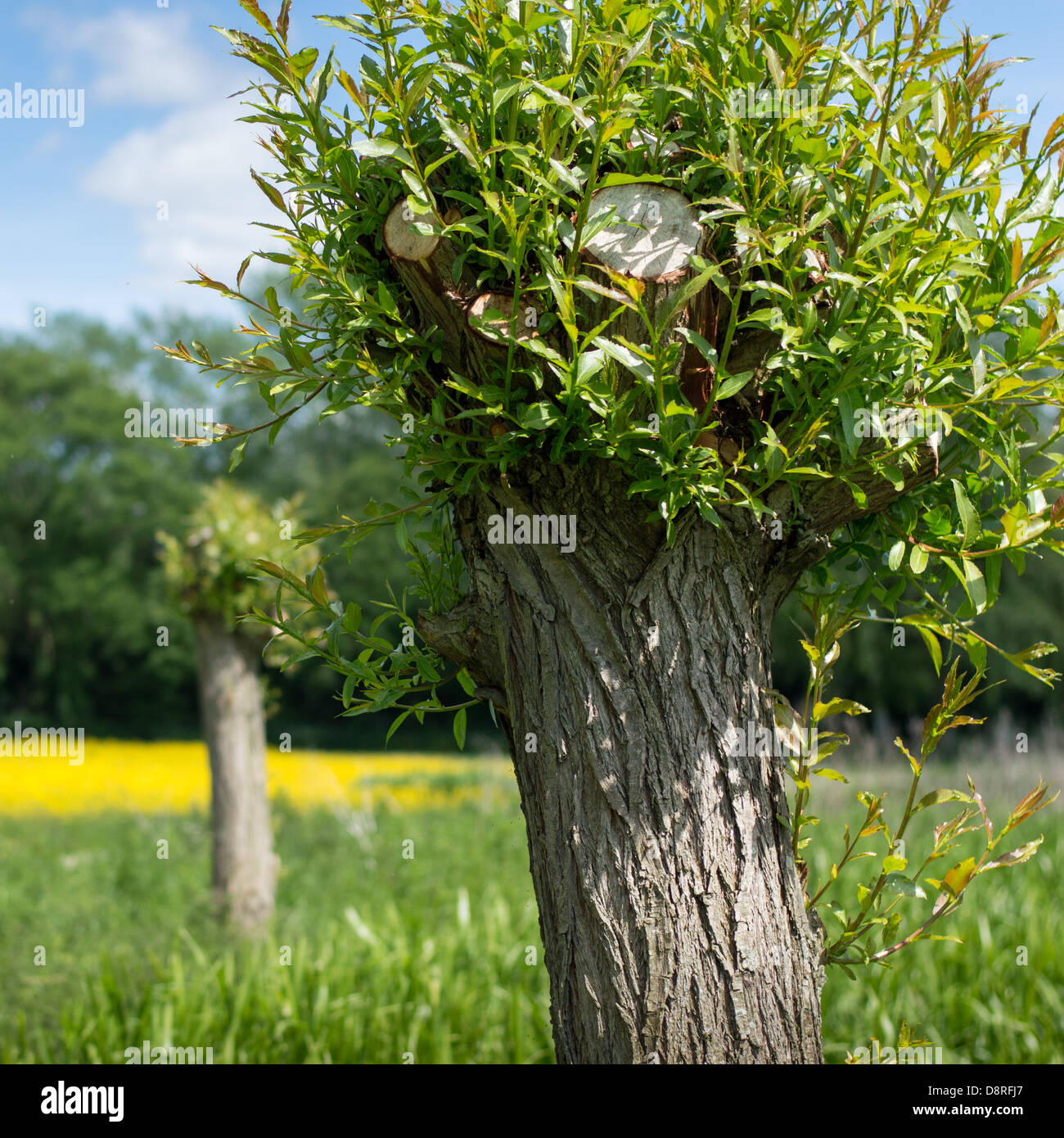 Frischen sommerlichen Wachstum auf einem Baum beschnitten oder verfing. Stockfoto