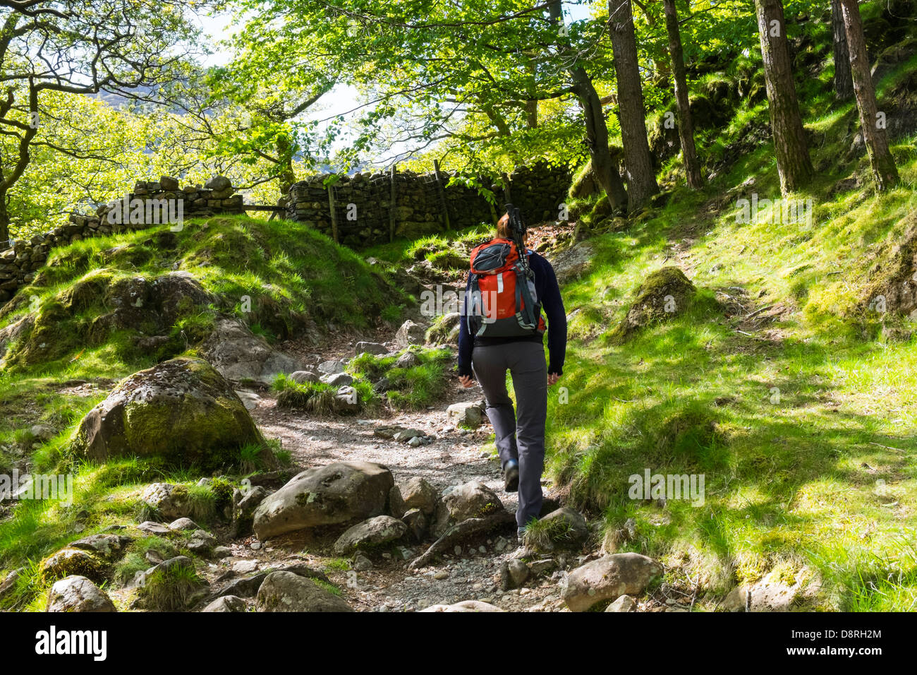 Eine weibliche Wanderer zu Fuß durch den Wald in der Nähe von Alisongrass Hoghouse in der Nähe von Stonethwaite im Lake District. Stockfoto