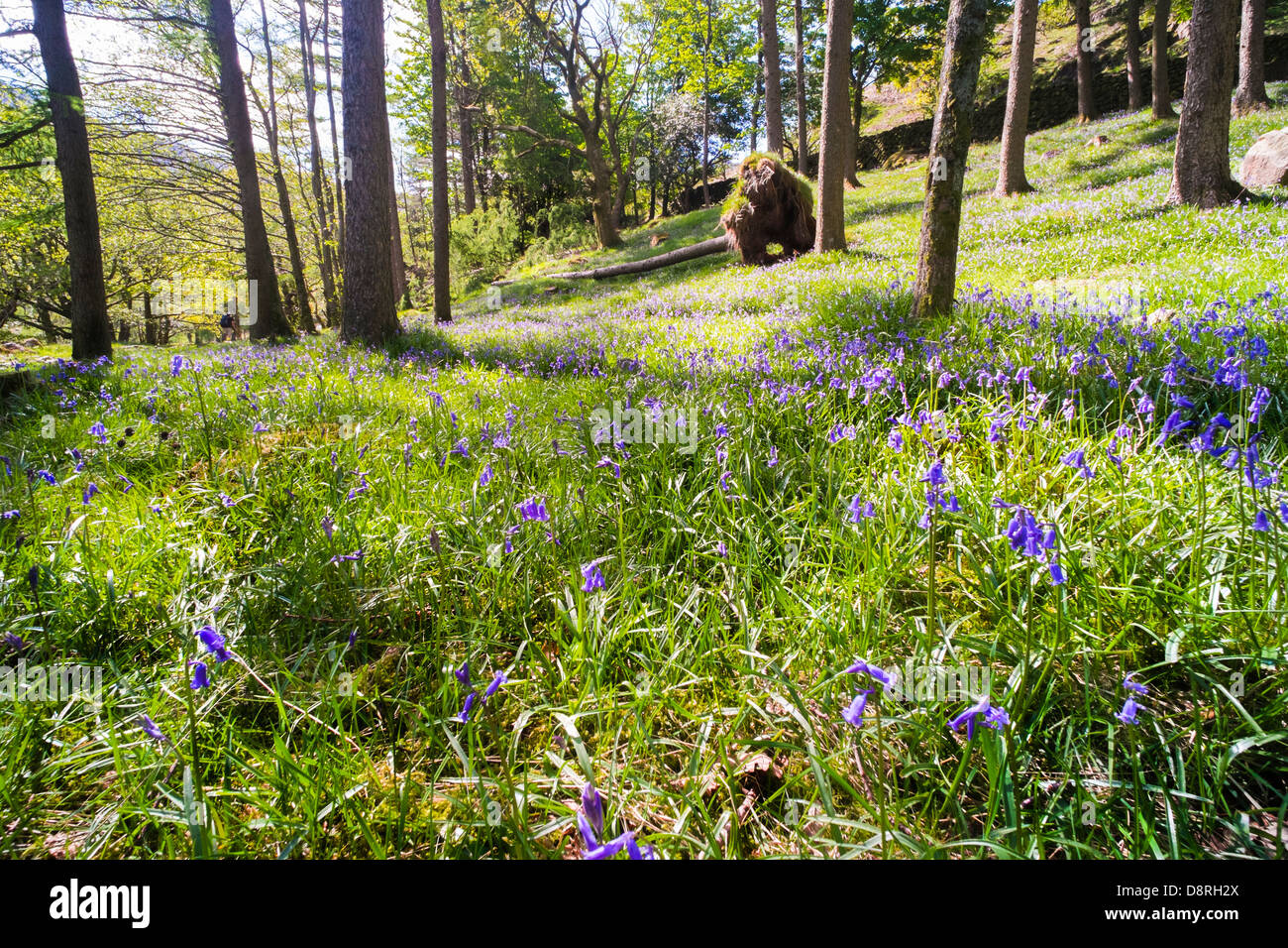 Woodland mit Glockenblumen in Blumen- und gefleckte Sonnenlicht. Stonethwaite im Lake District. Stockfoto