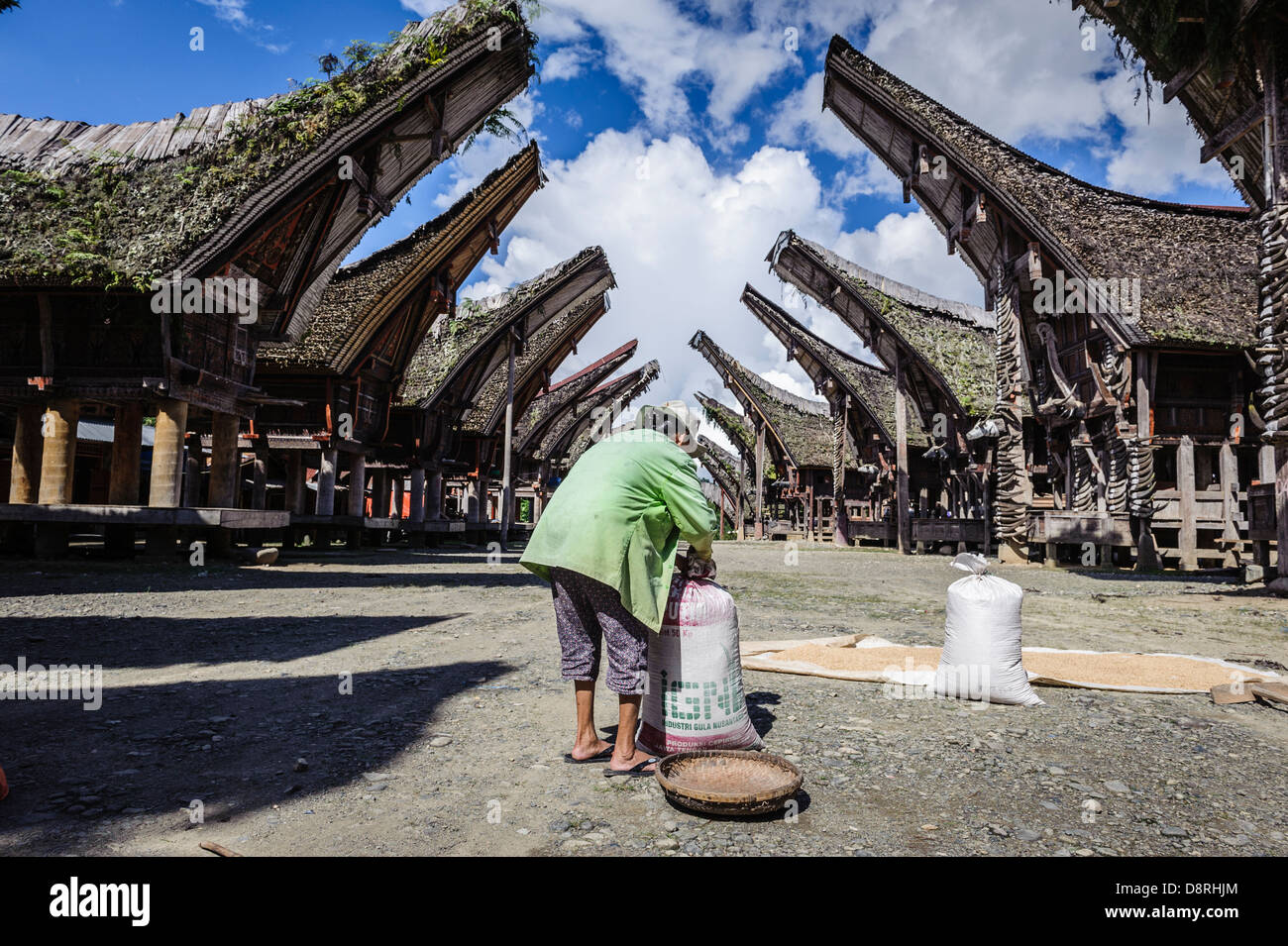 Frau Trocknen Reis auf dem Boden, Tana Toraja, Sulawesi, Indonesien Stockfoto