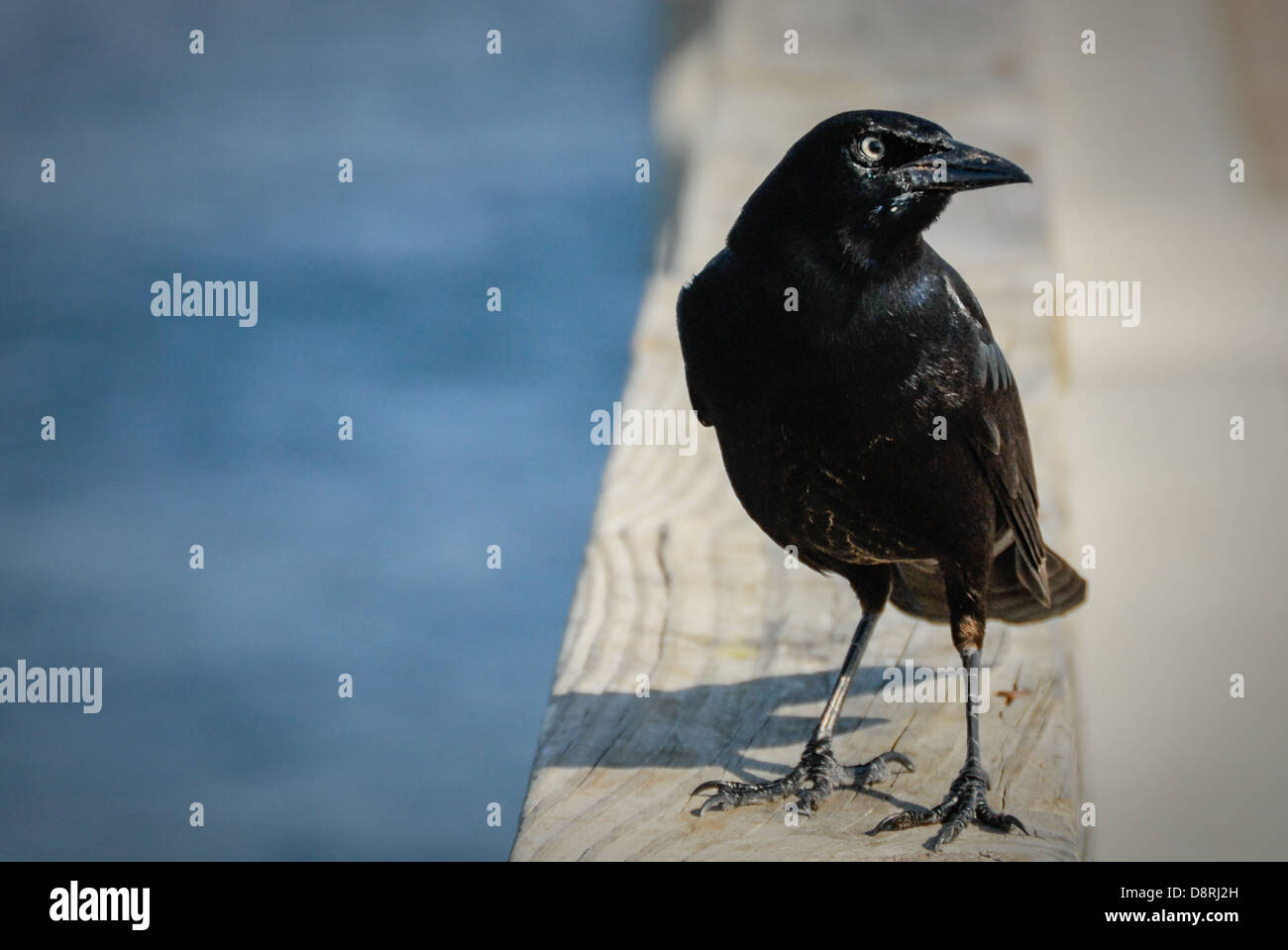 Nahaufnahme einer Amsel auf einem Geländer am Jacksonville Beach Pier in Jacksonville Beach, Florida. (USA) Stockfoto