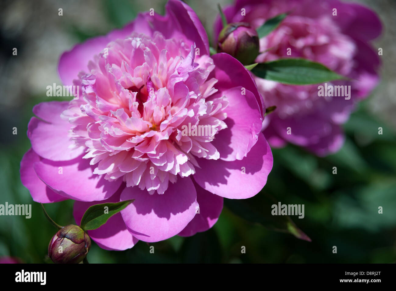 Wunderschöne magentarosa Pfingstrosen-Blüte. (USA) Stockfoto